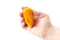 Hand of a man holding a mini yellow bell pepper Royalty Free Stock Photo