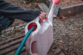 Hand of a man holding an old watering can that is filled Royalty Free Stock Photo