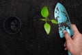 Hand of man holding shovel planting young tree green grow with pot placed on side on black soil background. seedling sprout growin Royalty Free Stock Photo