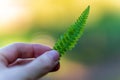 Hand of a man holding the tip of a small young fern leaf on colorful sunny background. Bright green leaf back lit by sun light. Royalty Free Stock Photo