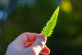 Hand of a man holding the tip of a small young fern leaf on sunny background. Bright green leaf back lit by sun light. Royalty Free Stock Photo