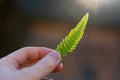 Hand of a man holding the tip of a small young fern leaf on sunny background. Bright green leaf back lit by sun light. Royalty Free Stock Photo