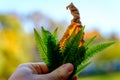 Hand of a man holding the tip of small young fern leaves on forest background. Bright green leaf and dry brown leaf back lit. Royalty Free Stock Photo