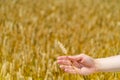 a hand of man holds stalk of wheat on the background of field in the summer. Close-up Royalty Free Stock Photo