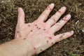 hand of man and many ants in the anthill