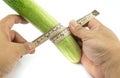 Hand man measuring size of long cucumber