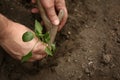 Hand of man planted a young plant of pepper in the ground. Planting pepper seedlings. Making a hole in the ground to plant paprika Royalty Free Stock Photo