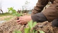 Hand of man planting organic plants to garden soil. Permaculture. Closeup shot