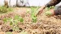 Man Planting Young Bean Plants To Garden Bed Slow Motion Closeup Shot. Permaculture