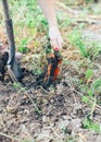 Hand of elderly man pulling ecologically grown carrots from the garden. Shallow depth of focus. Concept agro culture. Royalty Free Stock Photo