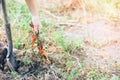 Hand of elderly man pulling ecologically grown carrots from the garden. Shallow depth of focus. Concept agro culture. Royalty Free Stock Photo