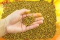 Hand of man show mealworm feed for animals on orange tray in the Royalty Free Stock Photo