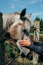 Hand of a man stroking horse Royalty Free Stock Photo