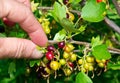 The hand of man tears a branch currant