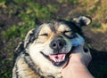 Hand man trembling behind the ear cute dog closed his eyes with pleasure in the autumn Sunny Park Royalty Free Stock Photo