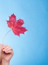 Hand with maple leaf symbol dry capillary skin. Royalty Free Stock Photo