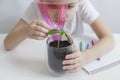 Hand measuring height of seed pods germination. The little child cultivates the land around the green young seedling Royalty Free Stock Photo