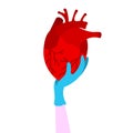 A hand in a medical glove holds a red human heart. The heart is the internal organ of man. Symbol of cardiology. The internal