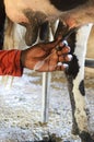 Hand milking a cow