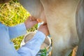 Hand milking a cow in the pasture