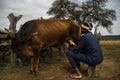 Hand-milking a cow in Zimbabwe