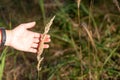 The hand of a modern person touches a fluffy spike of forest grass. Horizontal orientation. High quality photo