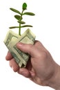 Hand,money,sprout Royalty Free Stock Photo