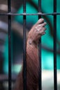 Hand monkey in a cage Royalty Free Stock Photo