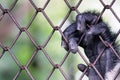 Hand monkey on cage Royalty Free Stock Photo