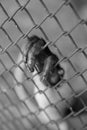 Hand of monkey touch the cage Royalty Free Stock Photo