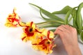 Hand moving three tulips Royalty Free Stock Photo