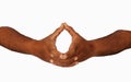 hand mudras. It includes such mudras,. Gestures is isolated on white background.