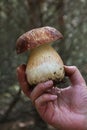 Hand with a Mushroom Pine Bolete