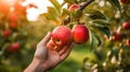 hand natural apple fruit