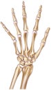 Hand - Normal Showing Bones and Joints