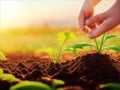 Hand nurturing and watering young baby plants growing in germination sequence on fertile soil at sunset background Royalty Free Stock Photo