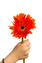 Child`s Hand Offering a Daisy Flower Royalty Free Stock Photo