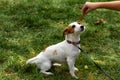 Playinf with cute jack russel puppy pet dog outdoors