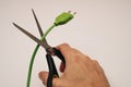 a hand with office scissors cuts an electric wire, danger, violation, risk