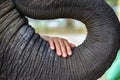 The hand of an old woman placed on the elephant`s trunk. Royalty Free Stock Photo