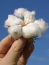 Hand with open cotton boll