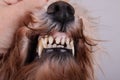 A hand opening dogs mouth. Health check of teeth of dog. Caries and periodontosis. Animal and pet veterinary care concept Royalty Free Stock Photo