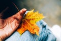 Hand with orange maple leaf on blue jeans background. Royalty Free Stock Photo