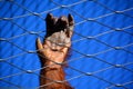 Hand of orangutans, orang-utan, orangutang, or orang-utang Royalty Free Stock Photo