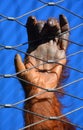 Hand of orangutans, orang-utan, orangutang, or orang-utang Royalty Free Stock Photo