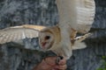 Hand-owl in Abkhazia