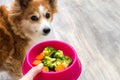 Hand of the owner with a bowl of vegetables for the dog close-up. Ginger dog soft focus