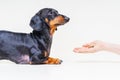 Hand owner feeding the dog breed dachshund, black and tan on gray background