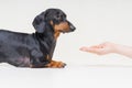 Hand owner feeding the dog breed dachshund, black and tan on gray background