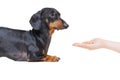 Hand owner feeding the dog breed dachshund, black and tan on white background